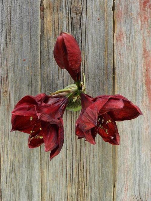 BENFICA DARK RED CUT AMARYLLIS